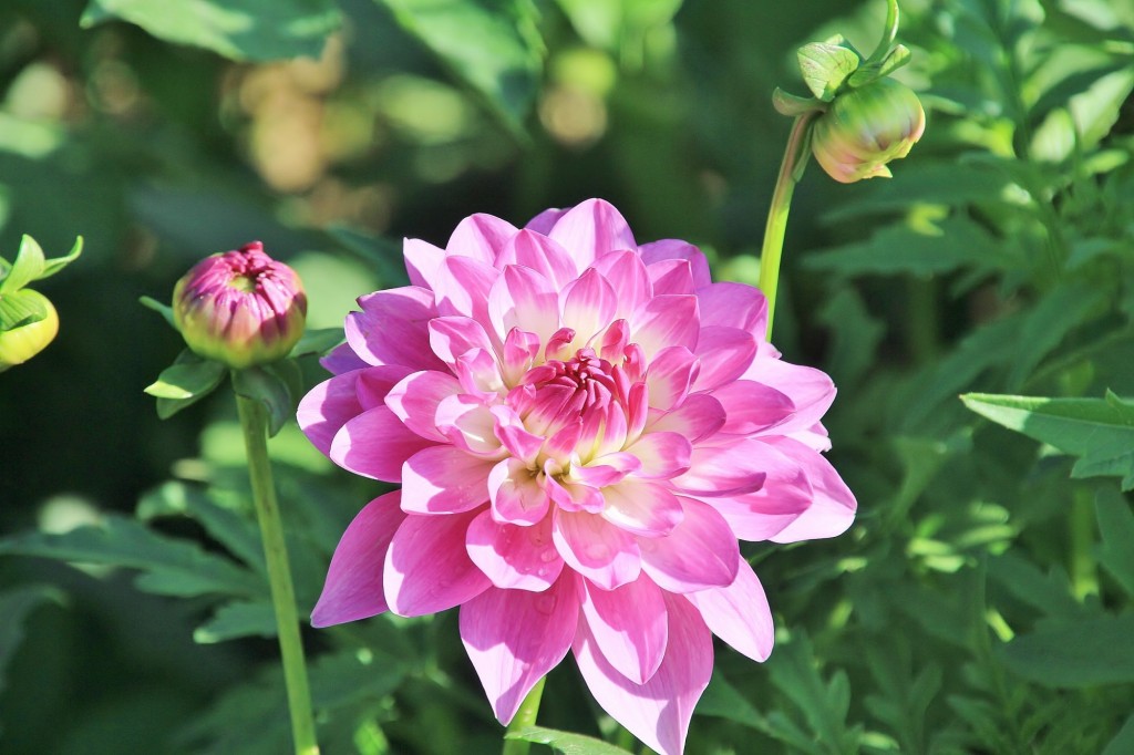 Foto: Plantación de Dalias - Capolat (Barcelona), España