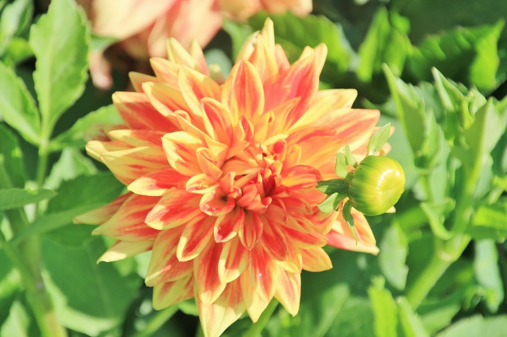 Foto: Plantación de Dalias - Capolat (Barcelona), España