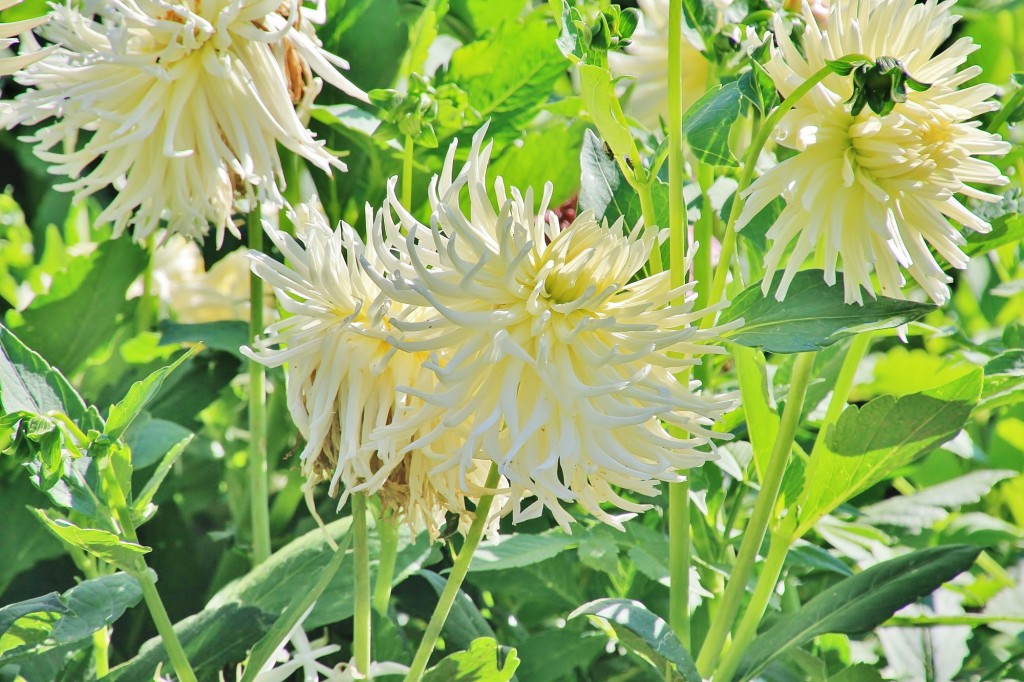 Foto: Plantación de Dalias - Capolat (Barcelona), España