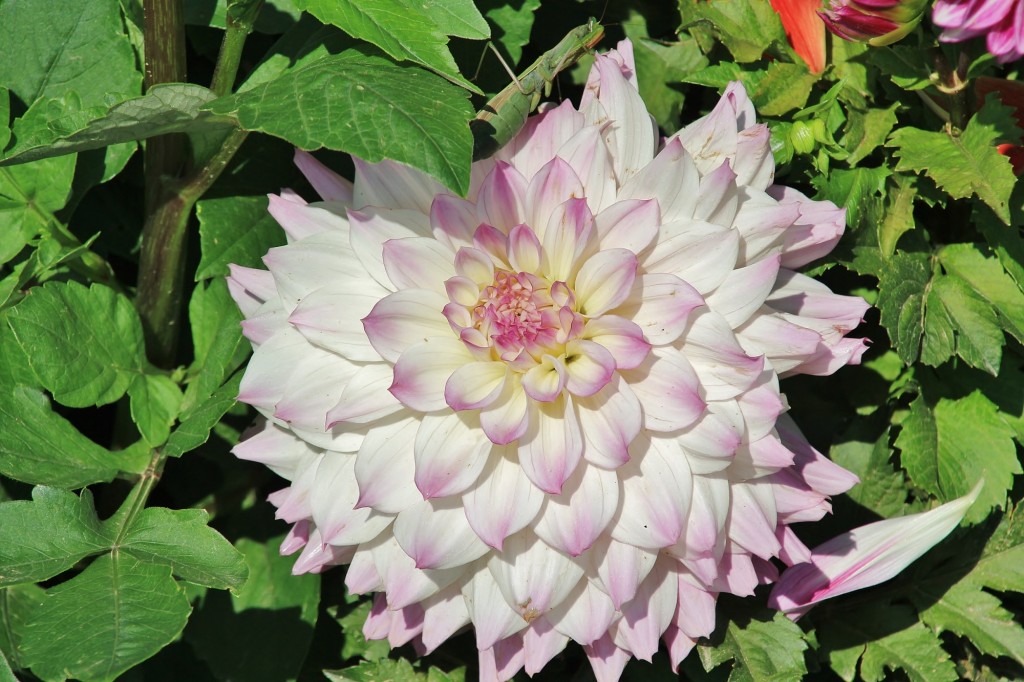 Foto: Plantación de Dalias - Capolat (Barcelona), España