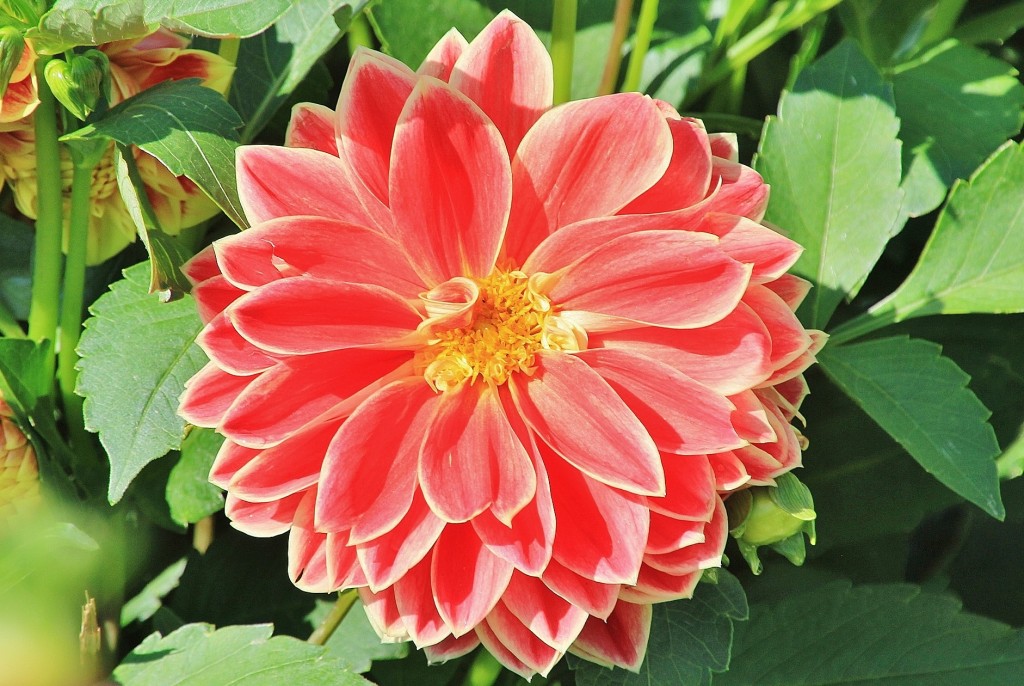 Foto: Plantación de Dalias - Capolat (Barcelona), España