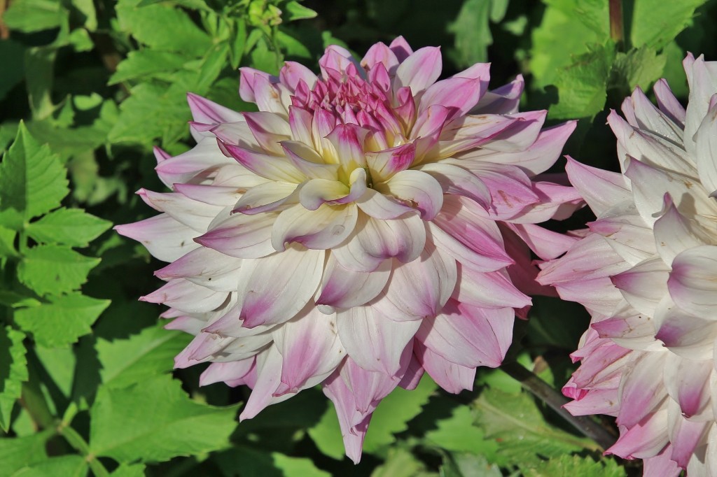 Foto: Plantación de Dalias - Capolat (Barcelona), España