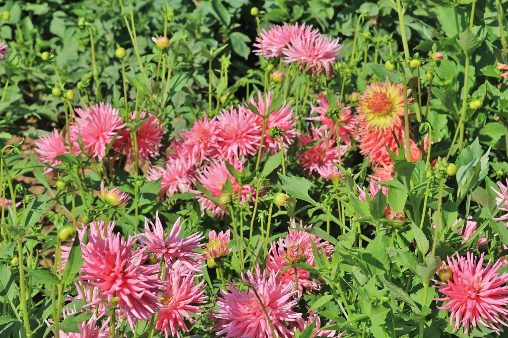 Foto: Plantación de Dalias - Capolat (Barcelona), España