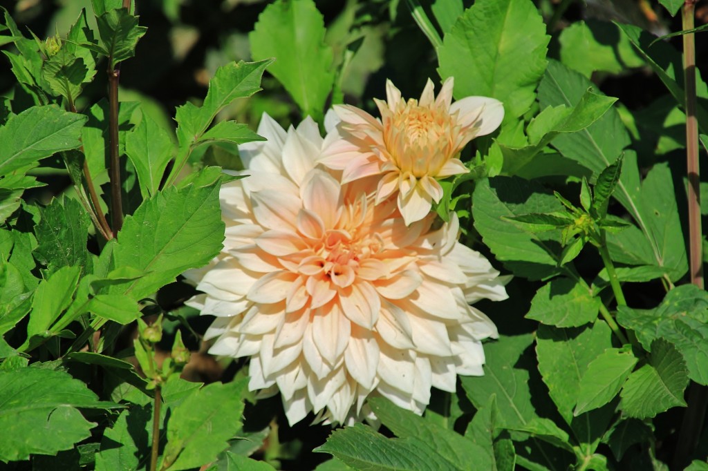 Foto: Plantación de Dalias - Capolat (Barcelona), España