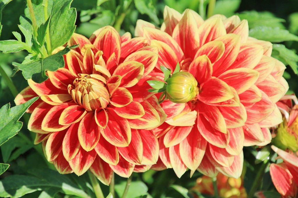 Foto: Plantación de Dalias - Capolat (Barcelona), España