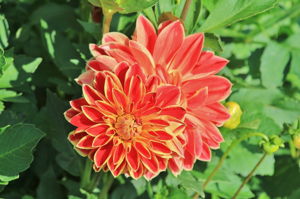 Foto: Plantación de Dalias - Capolat (Barcelona), España