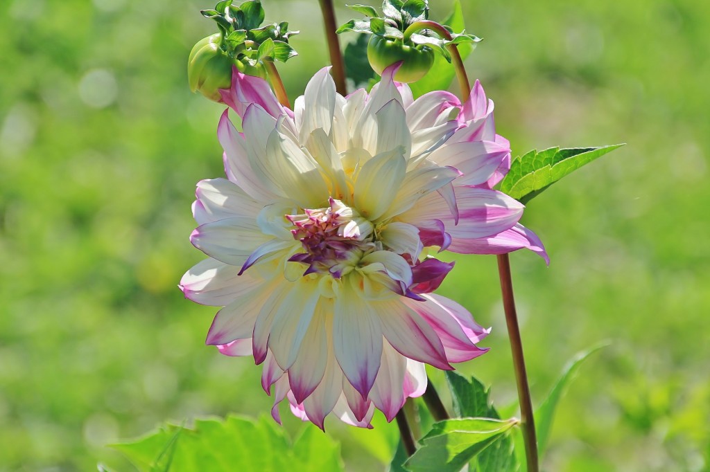 Foto: Plantación de Dalias - Capolat (Barcelona), España