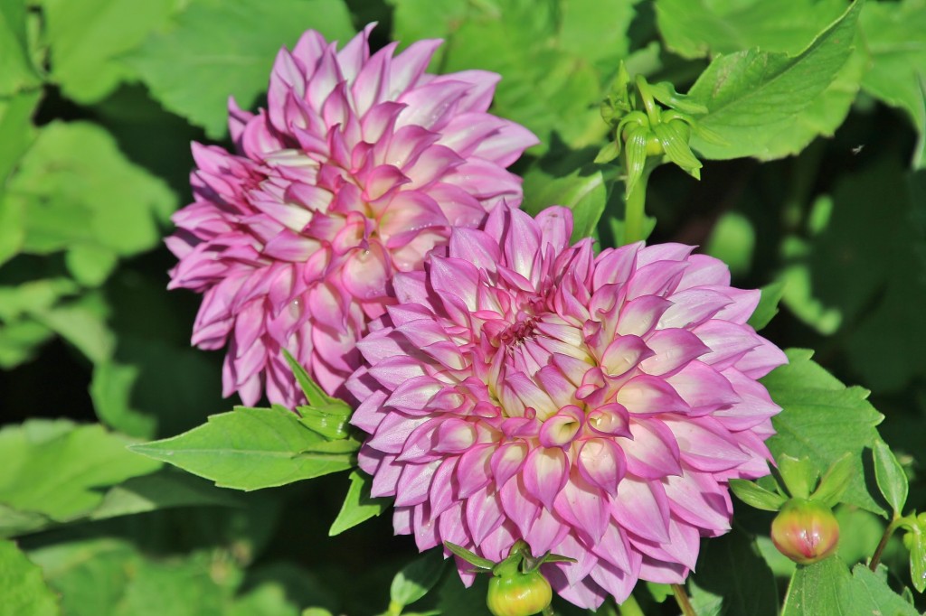 Foto: Plantación de Dalias - Capolat (Barcelona), España