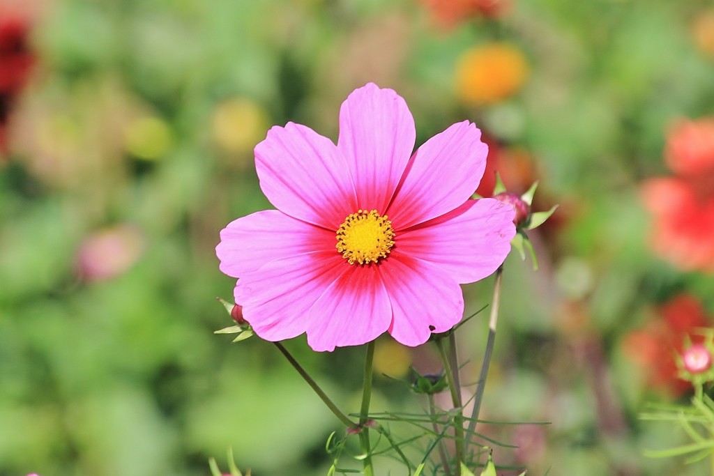 Foto: Plantación de Dalias - Capolat (Barcelona), España