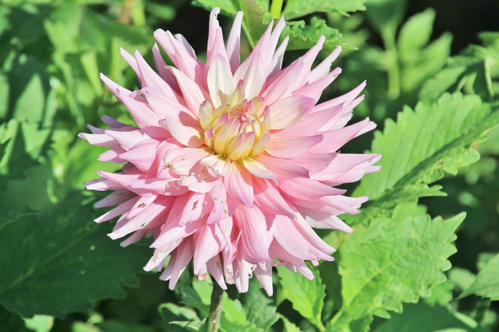 Foto: Plantación de Dalias - Capolat (Barcelona), España