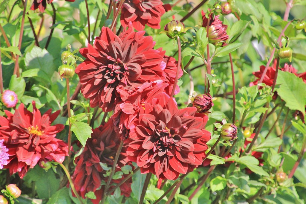 Foto: Plantación de Dalias - Capolat (Barcelona), España