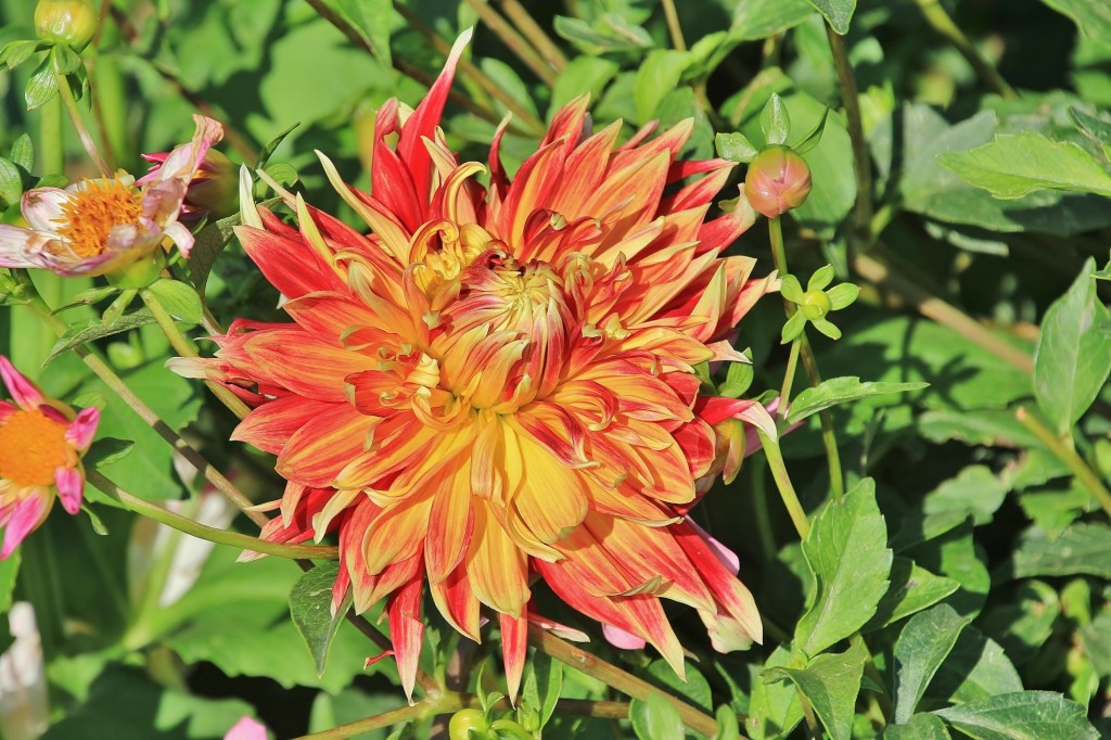 Foto: Plantación de Dalias - Capolat (Barcelona), España