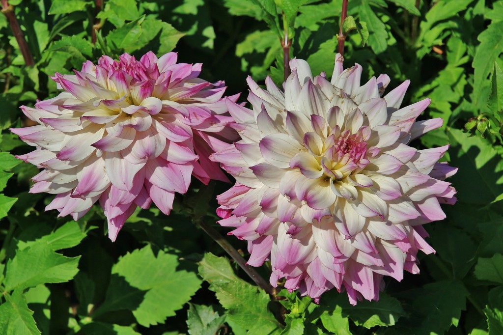 Foto: Plantación de Dalias - Capolat (Barcelona), España