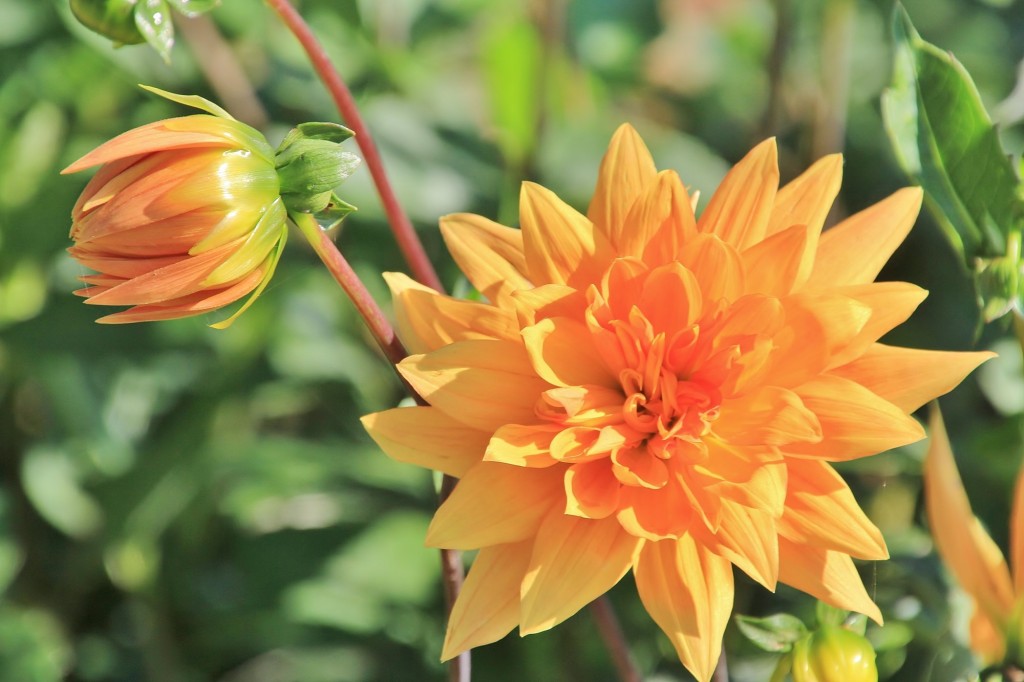 Foto: Plantación de Dalias - Capolat (Barcelona), España