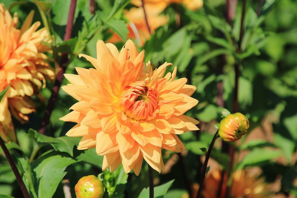 Foto: Plantación de Dalias - Capolat (Barcelona), España