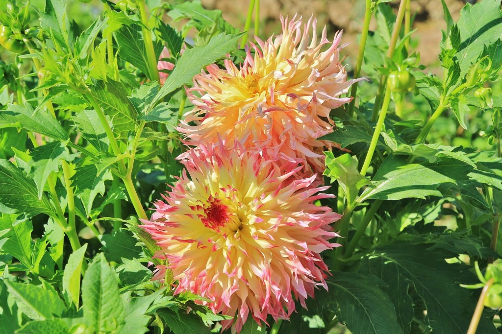 Foto: Plantación de Dalias - Capolat (Barcelona), España