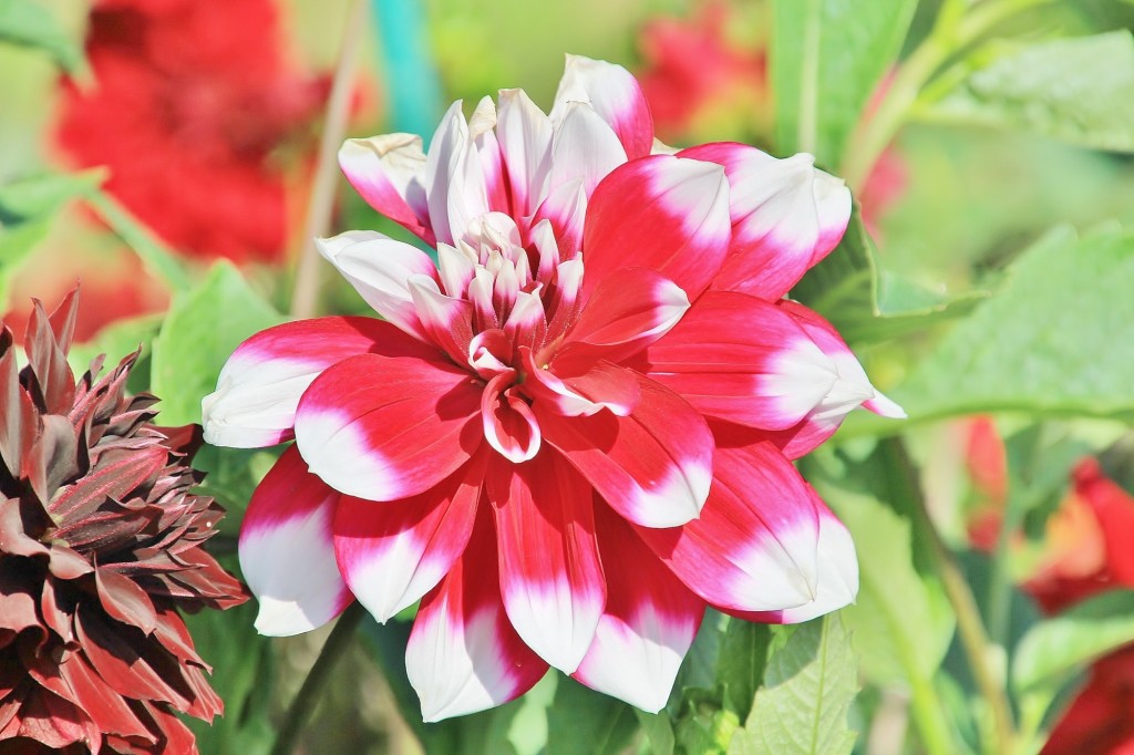 Foto: Plantación de Dalias - Capolat (Barcelona), España