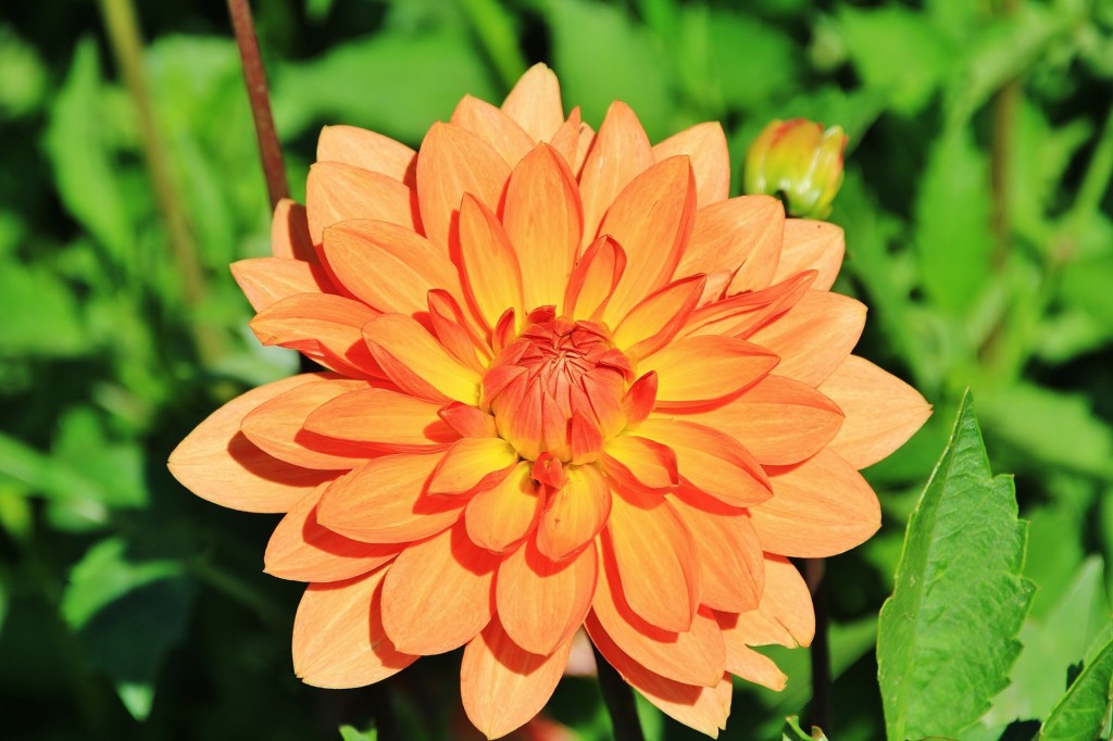 Foto: Plantación de Dalias - Capolat (Barcelona), España