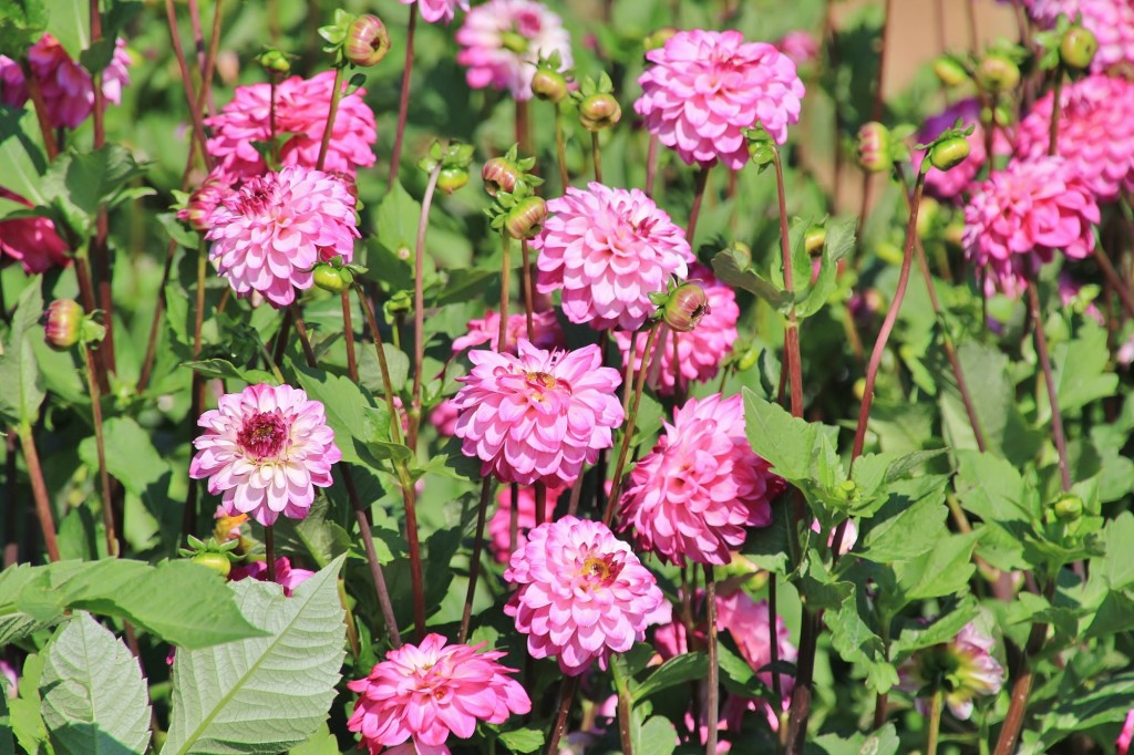 Foto: Plantación de Dalias - Capolat (Barcelona), España