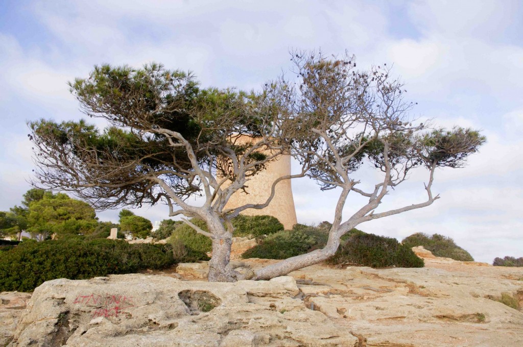 Foto: El árbol y la torre - Cala Pi (Illes Balears), España