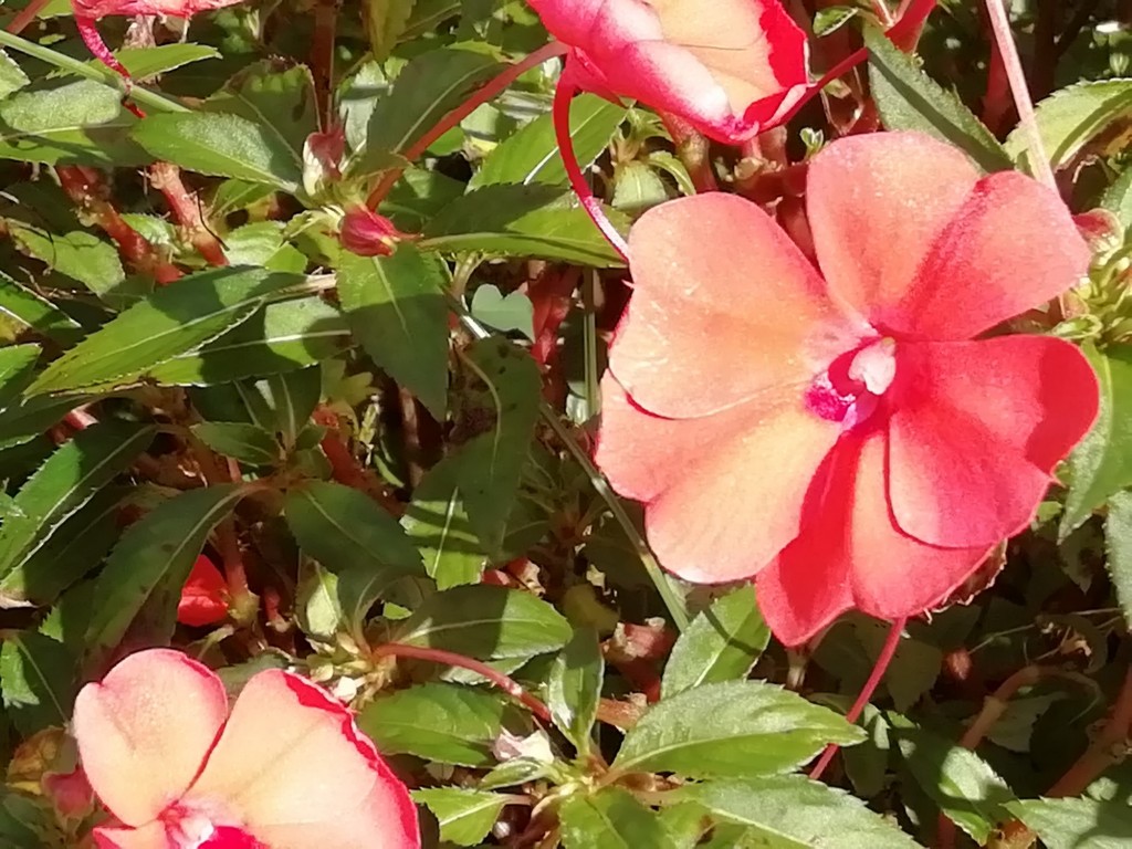 Foto de San Ramón (Alajuela), Costa Rica