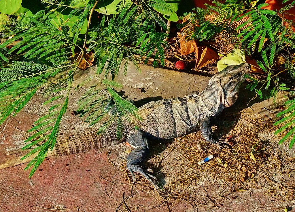 Foto: Fauna autóctona - Cancún (Quintana Roo), México
