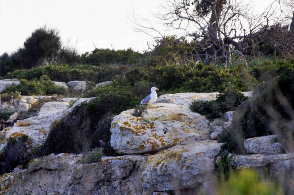 Foto: Gaviota descansando - Calviá (Illes Balears), España