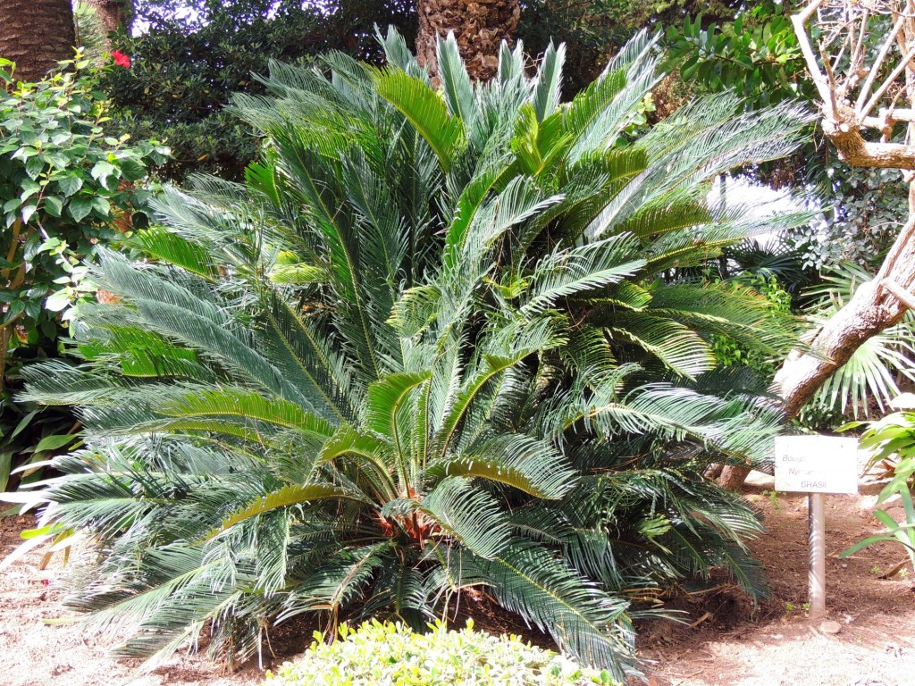 Foto: Coco Plumoso - Cádiz (Andalucía), España