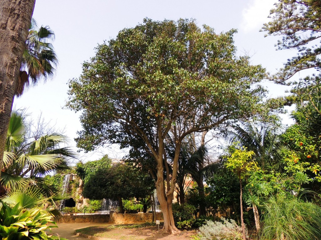 Foto: Aligustre - Cádiz (Andalucía), España