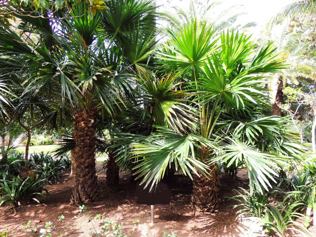 Foto: Coco Plumoso - Cádiz (Andalucía), España