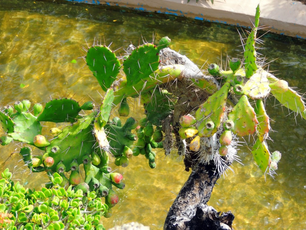 Foto: Chumbera - Cádiz (Andalucía), España
