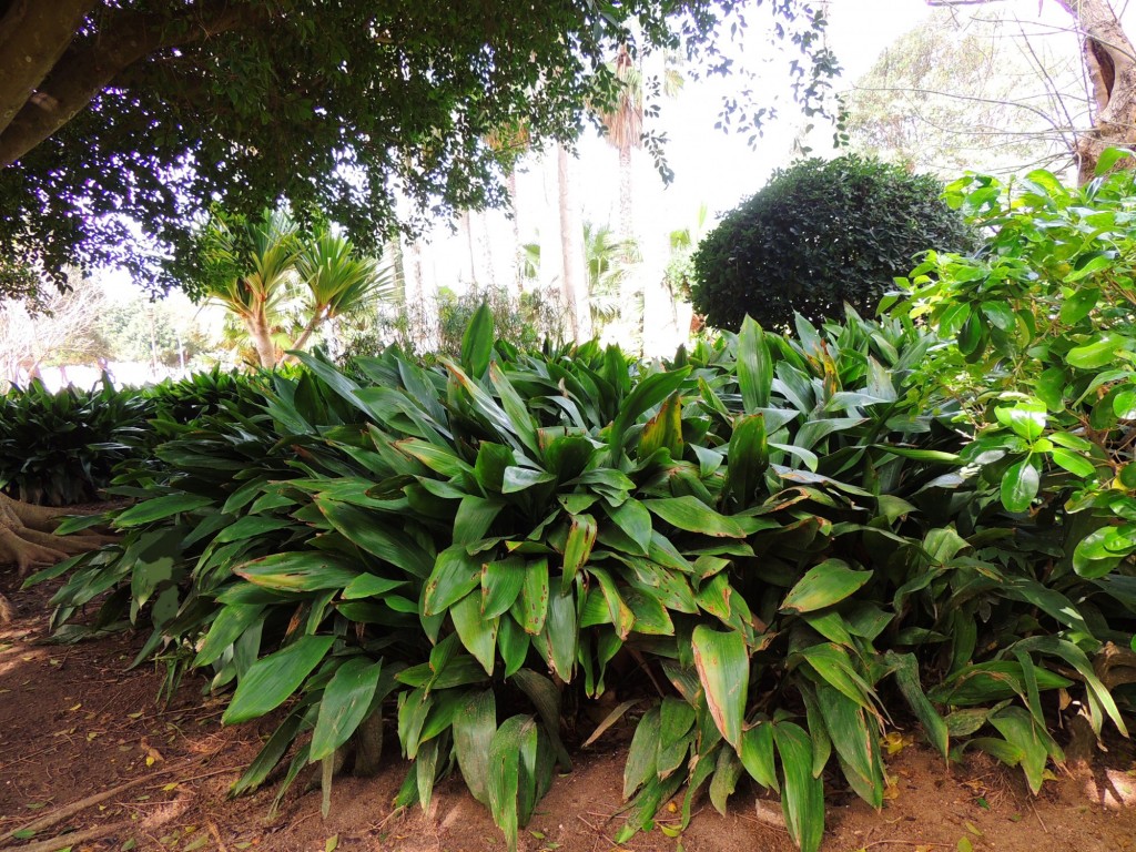 Foto: Coprosma - Cádiz (Andalucía), España