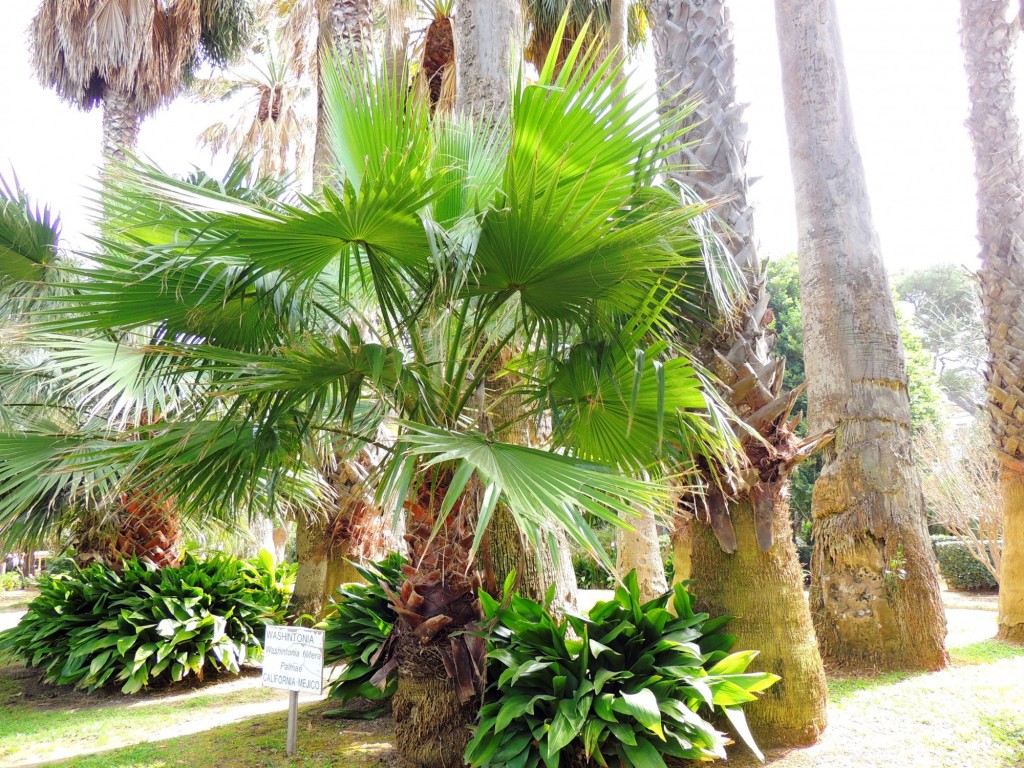 Foto: Washintonia - Cádiz (Andalucía), España