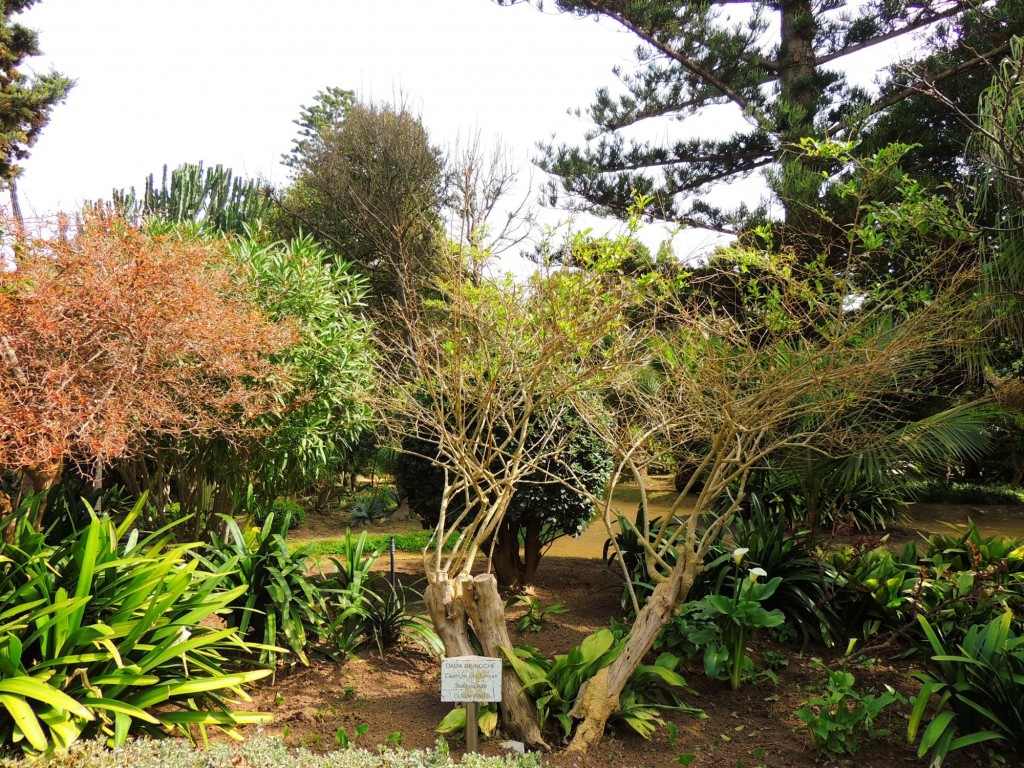 Foto: Dama de Noche - Cádiz (Andalucía), España