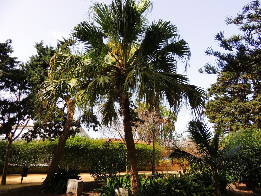Foto: Latania Borbonica - Cádiz (Andalucía), España