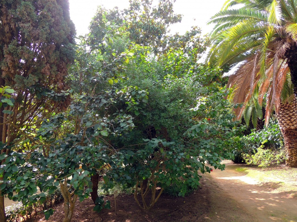 Foto: Lentisco - Cádiz (Andalucía), España