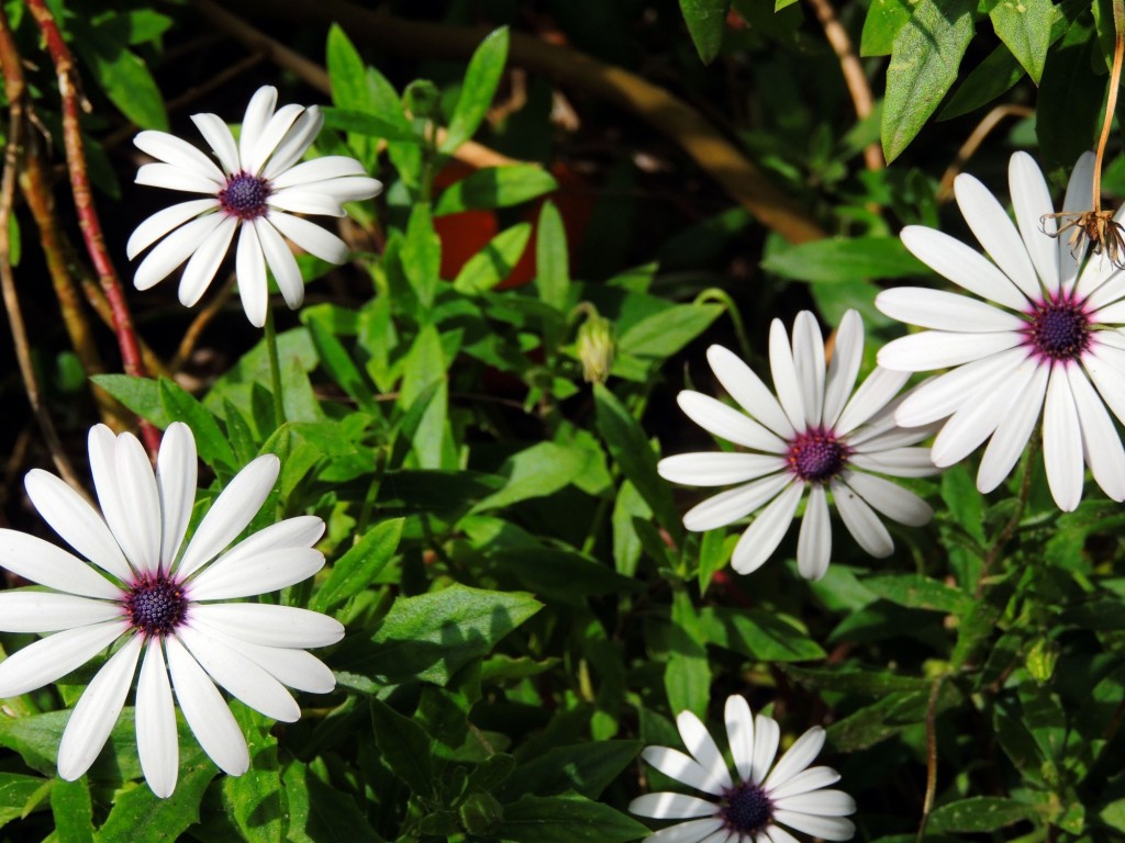 Foto de Cádiz (Andalucía), España