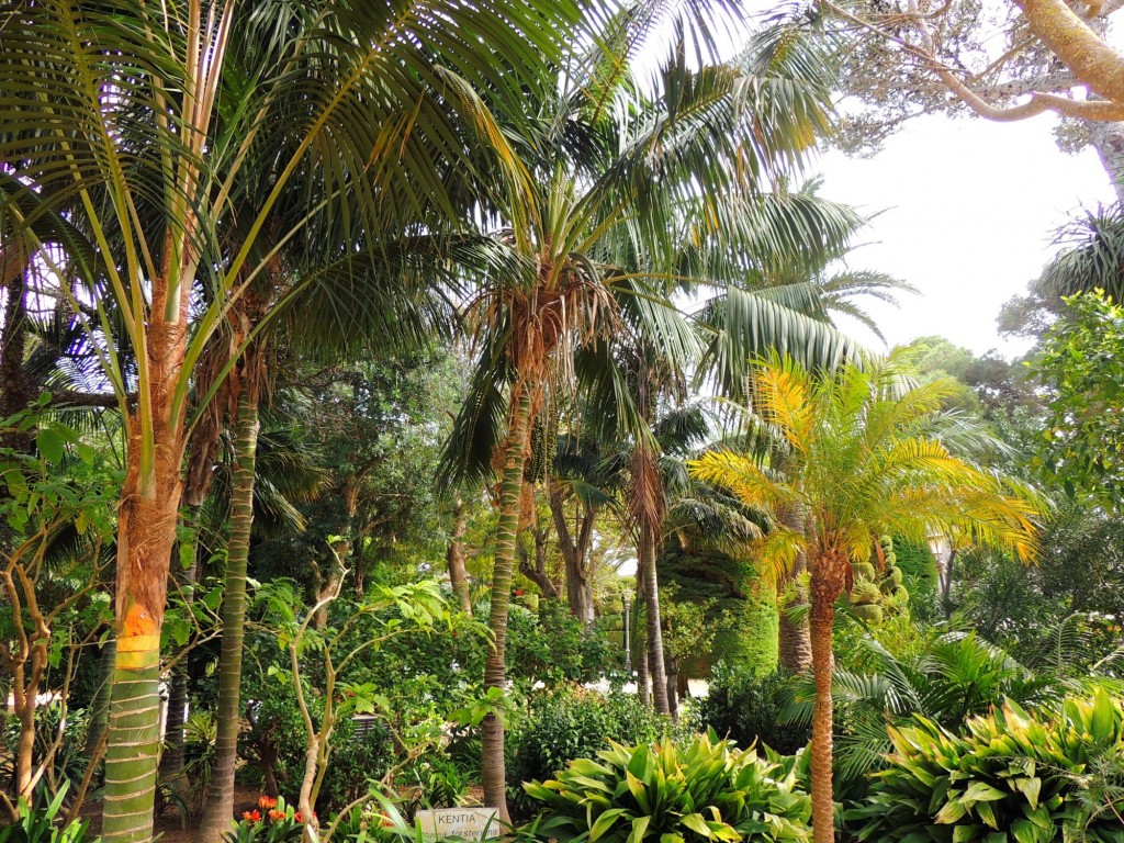 Foto: Kentia - Cádiz (Andalucía), España