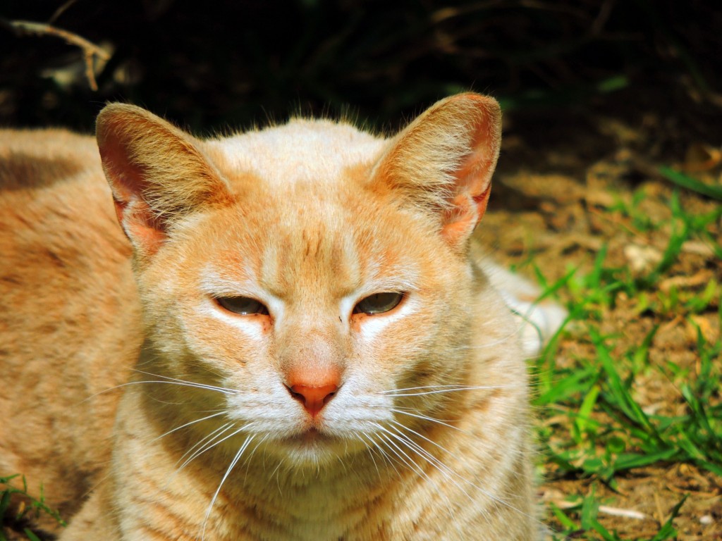 Foto de Cádiz (Andalucía), España