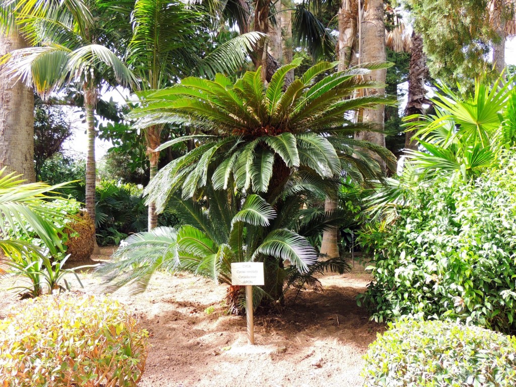 Foto: Cyca - Cádiz (Andalucía), España