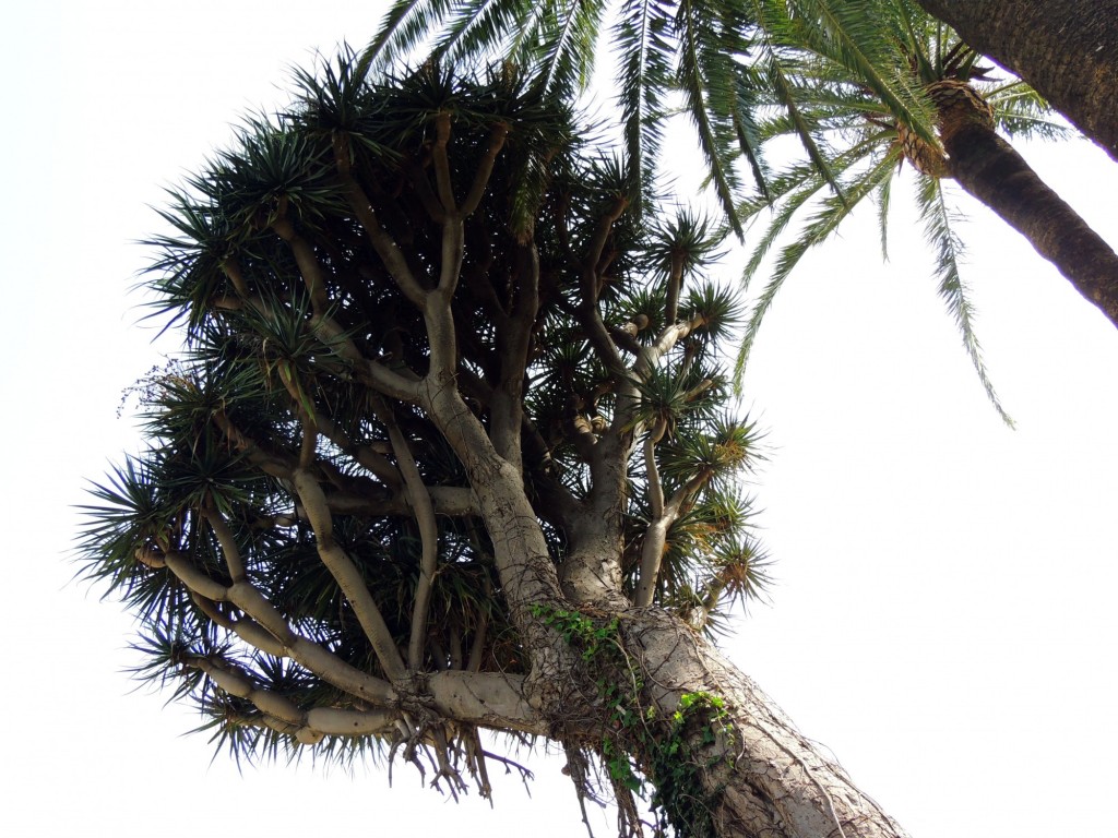 Foto: Drago - Cádiz (Andalucía), España