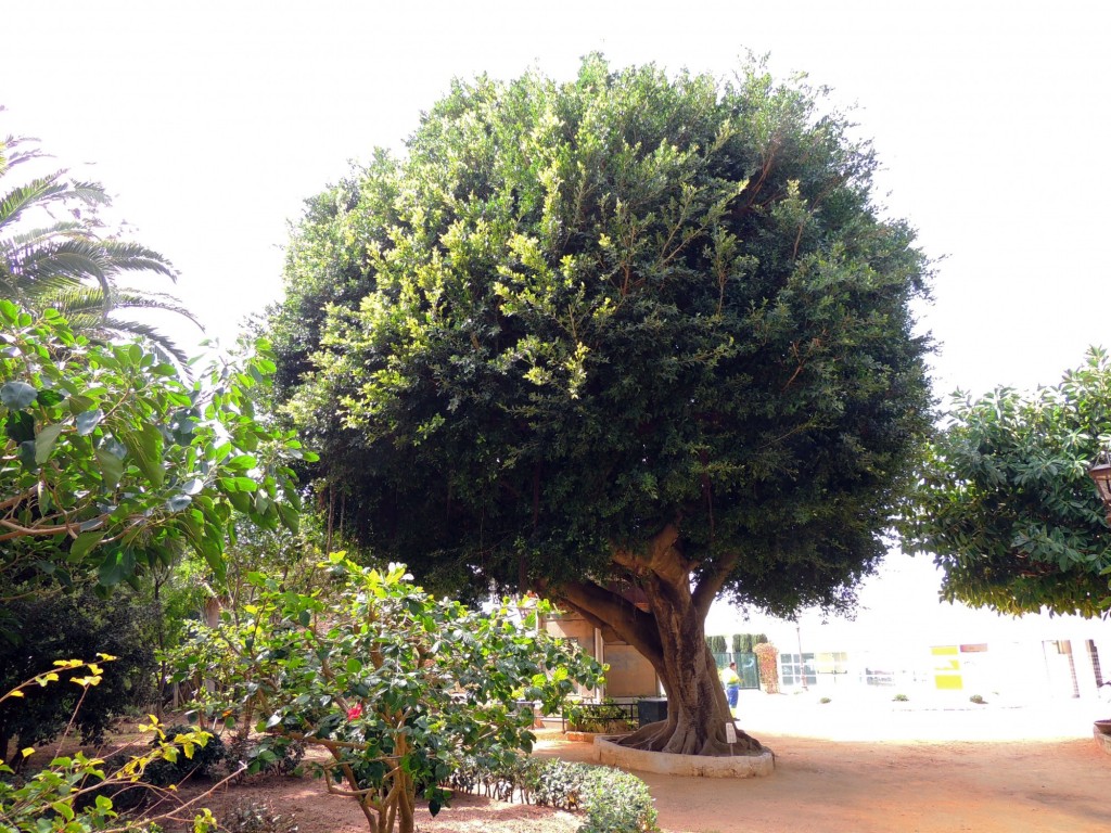 Foto de Cádiz (Andalucía), España