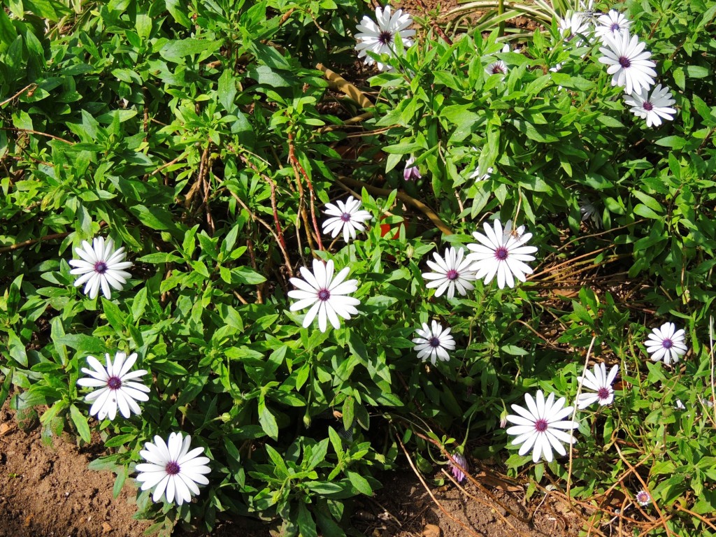 Foto de Cádiz (Andalucía), España
