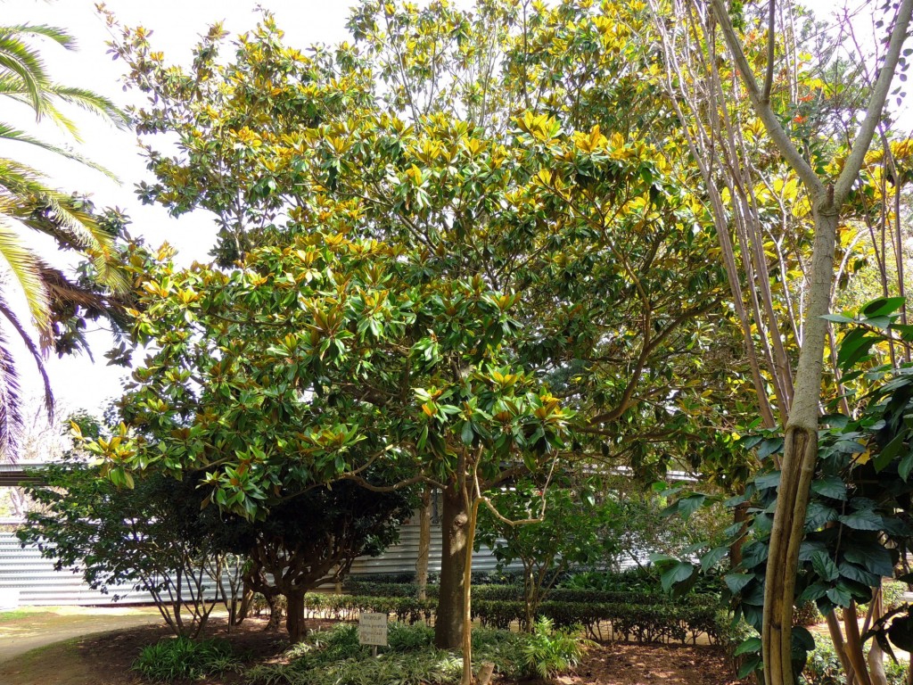 Foto: Magnolia - Cádiz (Andalucía), España