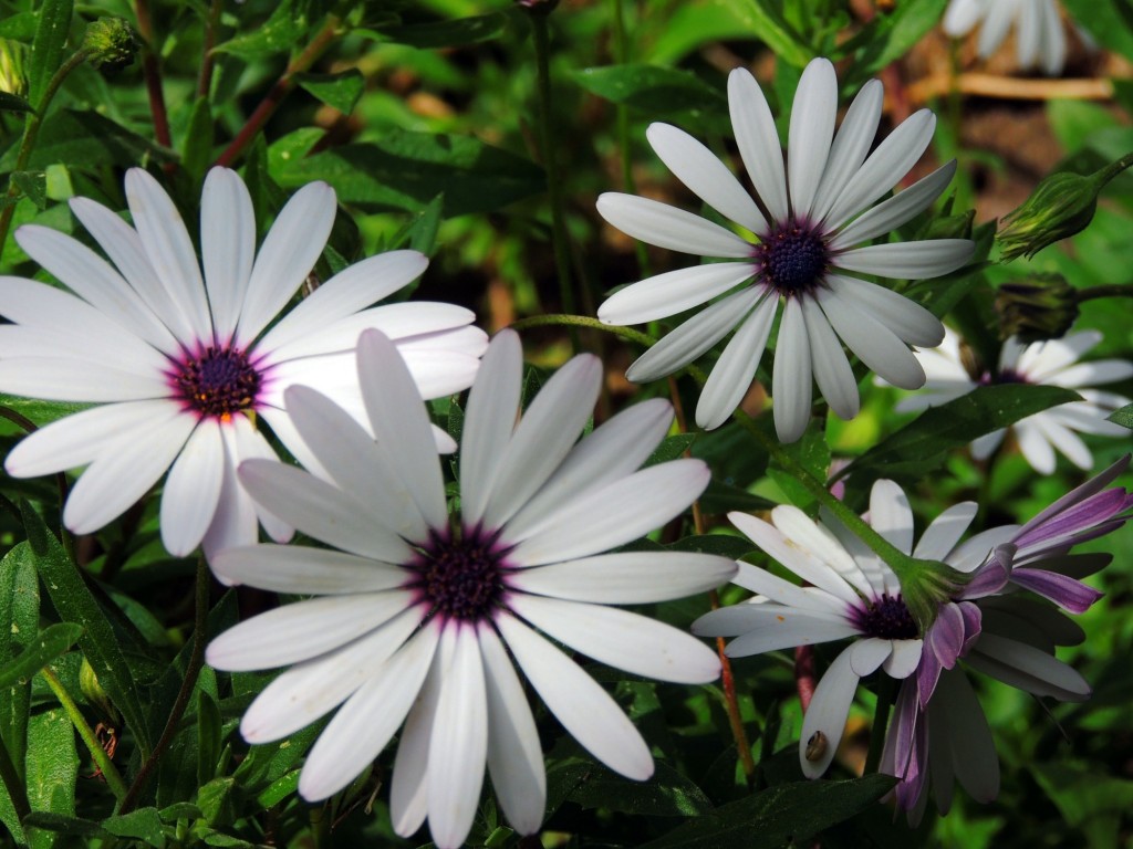 Foto de Cádiz (Andalucía), España