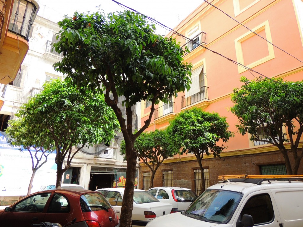 Foto: Plaza de la Oca - Cádiz (Andalucía), España