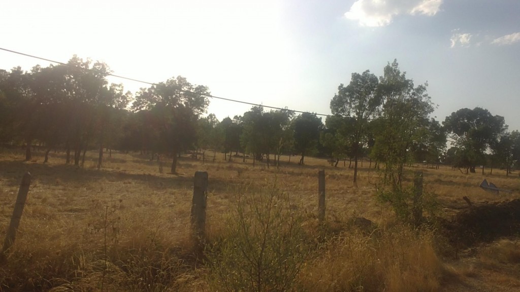 Foto: Campos - Nava de Béjar (Castilla y León), España