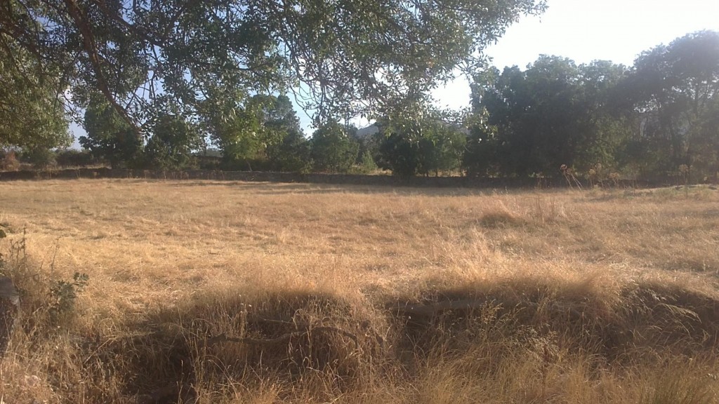 Foto: Campos - Nava de Béjar (Castilla y León), España
