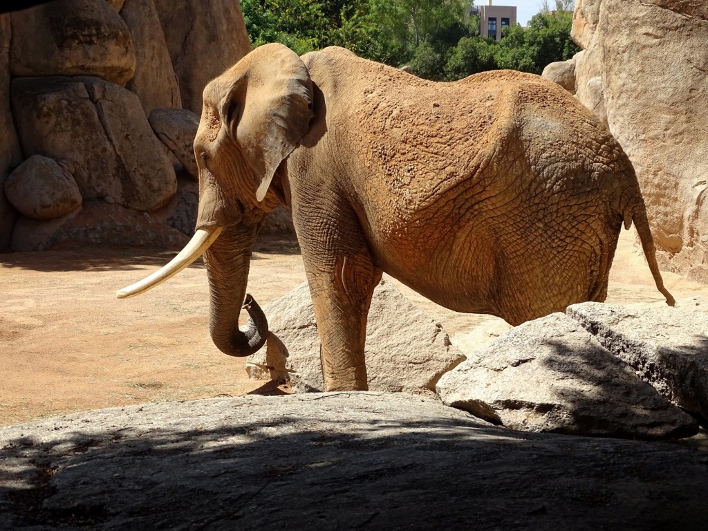 Foto: Bioparc - Valencia (Comunidad Valenciana), España