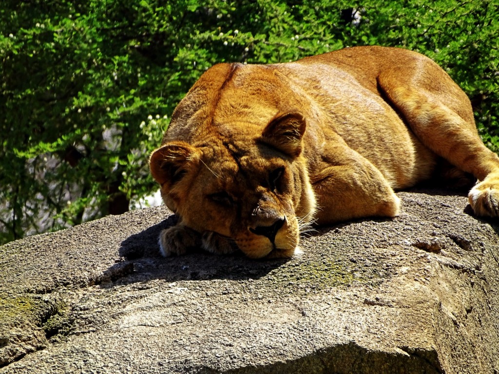 Foto: Leona del Bioparc - Valencia (Comunidad Valenciana), España